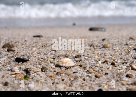 A seashell and pebbles scattered on a sandy beach shore Stock Photo