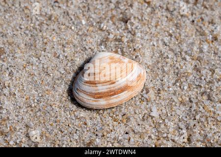 A seashell on sandy shore with approaching wave Stock Photo