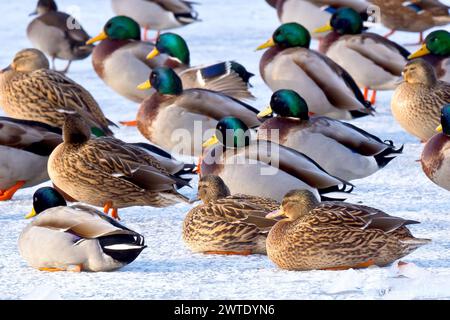 Mallard (anas platyrhynchos), a group of male and female ducks hunkered down on the ice of a frozen pond during the winter. Stock Photo