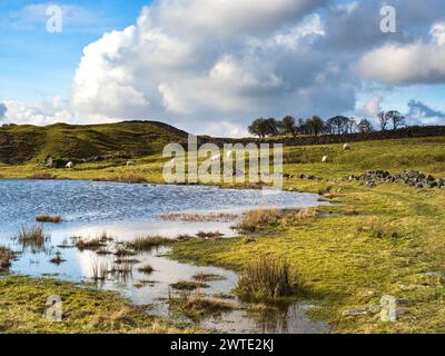 A small reservoir with sheep and a farmhouse in the back ground Stock Photo