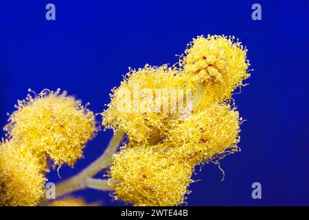 Macro photography of a mimosa flower Stock Photo