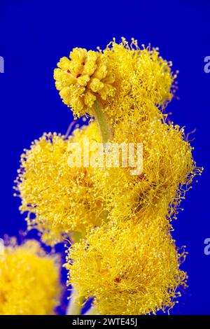 Macro photography of a mimosa flower Stock Photo