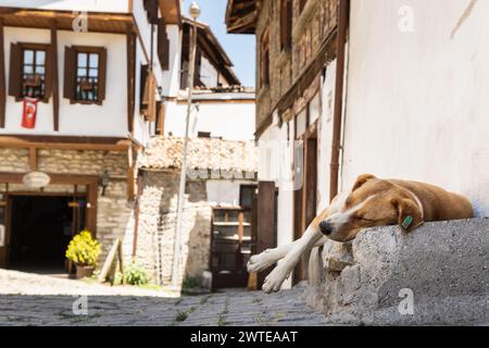 Stray dog sleeping on the cobbled street of Safranbolu in Karabuk Province of Turkey Stock Photo