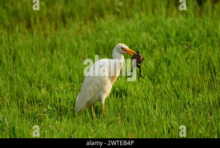 Cattle Egret (Bubulcus ibis) eating a Frog in a Wetland. Uganda Stock Photo