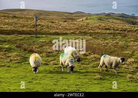 Sheep graze on Longstone Fell, also known as Langstn Fell, off the viewpoint on the A684 east of Sedbergh and the Howgill Fells. Stock Photo