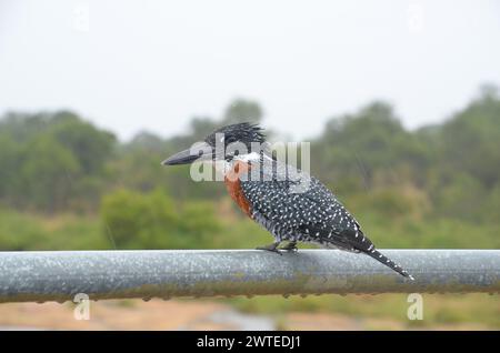 Giant Kingfisher in Kruger National Park, Mpumalanga, South Africa Stock Photo