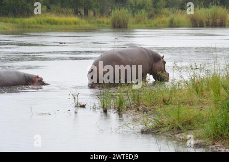 Hippopotamus in Kruger National Park, Mpumalanga, South Africa Stock Photo