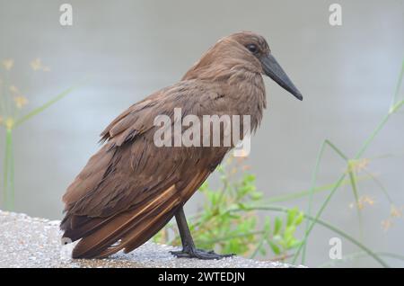 Hamerkop in Kruger National Park, Mpumalanga, South Africa Stock Photo