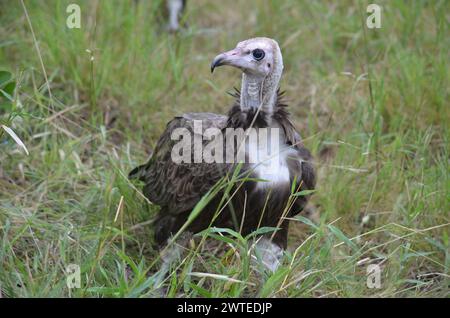 Hooded Vulture in Kruger National Park, Mpumalanga, South Africa Stock Photo