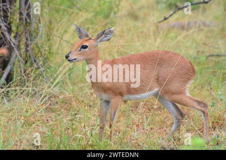 Steenbok in Kruger National Park, Mpumalanga, South Africa Stock Photo