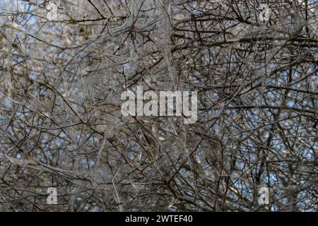 Caterpillar plague in Germany, Europe Stock Photo