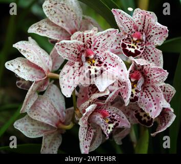 Cymbidium Orchid, Dots Downunder 'New Horizon', Orchidaceae. Stock Photo