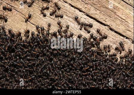 Swarming in ant colony nest. Thousands of black ants. Czech republic nature. Anthill in the forest. Stock Photo