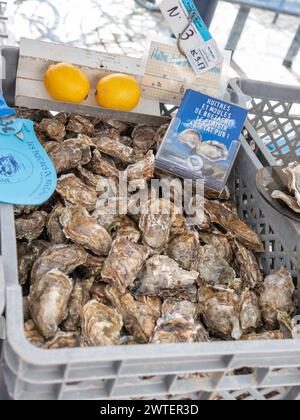 Brittany Oysters on display in crate for sale in Concarneau Bretagne interior produce and fish market ‘Huitres creuses de Bretagne’ Concarneau North Atlantic Brittany France Stock Photo