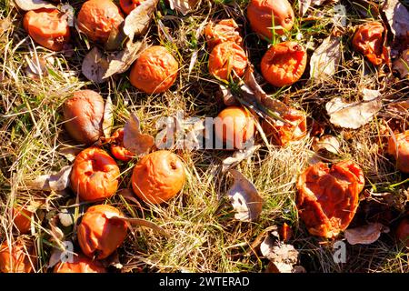 Close up View of old windfall Apples on the Ground Stock Photo