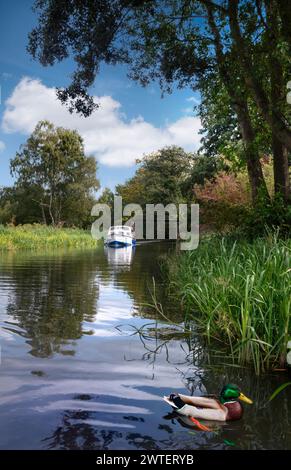 Motor boating cruising on 'The River Wey' with Mallard Duck (Anas platyrhynchos) in foreground reeds, summer cabin cruiser day boat navigating upstream on a perfect still summers day. Landscape vista view National Trust River Wey Navigations Send Surrey UK Stock Photo