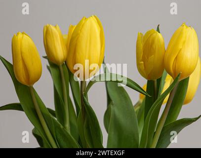 Close-up of yellow tulips with green leaves on a light grey background Stock Photo