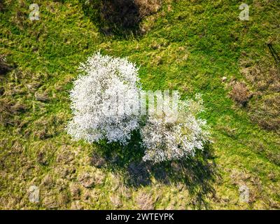 Aerial view of flowering fruit trees in orchard. Spring scenery background. Beautiful countryside scenery from drone view. Stock Photo