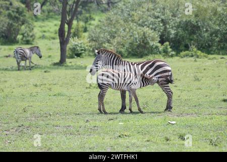 Common or plains zebra (Equus quagga), mare with suckling foal Stock Photo