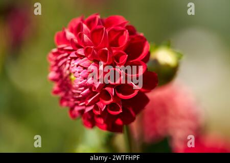 Dahlia 'Cornel' Stock Photo