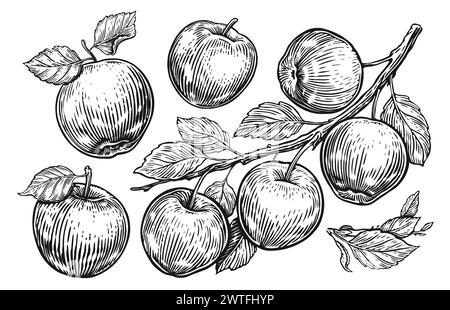 Apple fruit, branch with leaves. Set of sketch apples. Hand drawn engraving style vector illustration Stock Vector