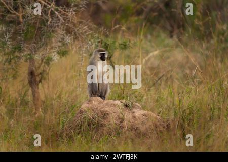Grivet is sitting on the hill. Small monkey on the meadow. Safari in Uganda. Stock Photo