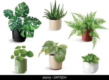 Realistic houseplants. Houseplant in ceramic pot, flower plant indoor house interior decoration fern flowerpot, domestic tree monstera succulent exact isolated vector illustration Stock Vector