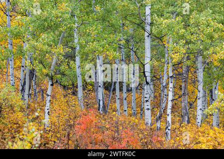 A forest with many trees and a lot of leaves on the ground. The leaves are orange and yellow Stock Photo