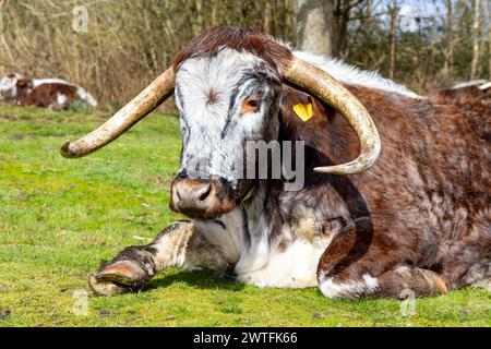 Portrait of bull laying on grass in Bentley Priory Nature Reserve, Harrow, London, England Stock Photo