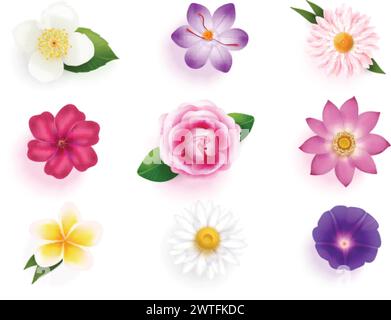 Realistic crocus flowers. Realist isolated daisy flower top view, opening lotus saffron jasmine camellia bud wedding celebration 3d spring fresh plant set exact vector illustration Stock Vector