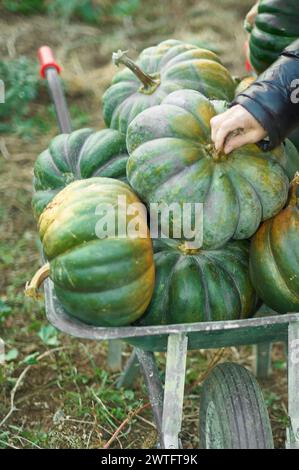 Wheelbarrow full of fresh pumpkins of different colors in a farm field Stock Photo