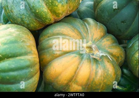 Autumn harvest with a wheelbarrow full of fresh pumpkins in a farm field. Stock Photo