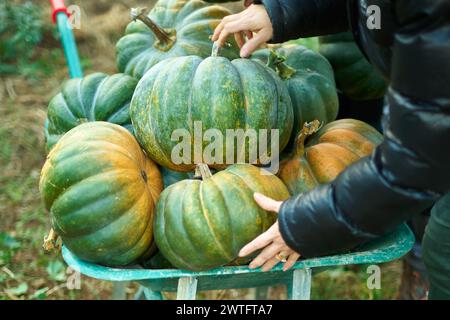 Autumn harvest with fresh pumpkins of different sizes in a wheelbarrow Stock Photo
