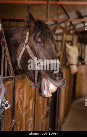 horse portrait, headshot, in stable, laughing horse in the stable Stock Photo