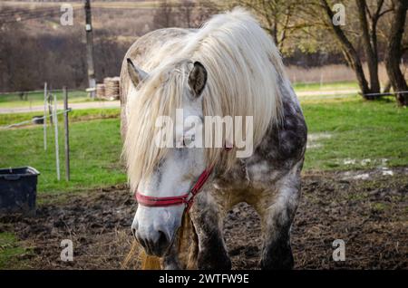 white draft horse in the yard on a spring day Stock Photo