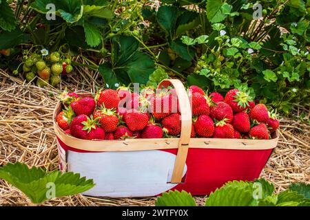 Freshly picked strawberries (Fragaria x ananassa) in a wooden basket on a farm in Hamilton, Ontario. Stock Photo