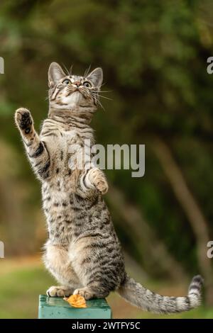A young striped cat playing in a park outdoors Stock Photo