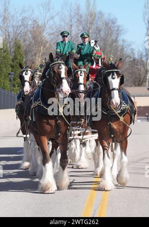 St. Louis, United States. 17th Mar, 2024. The Budweiser Clydesdales begin to move starting the Annual Ancient Order of Hibernians parade on St. Patricks Day in St. Louis on Sunday, March 17, 2024. Photo by Bill Greenblatt/UPI Credit: UPI/Alamy Live News Stock Photo