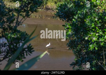 White faced heron and royal spoonbill in wetland New Plymouth. Stock Photo