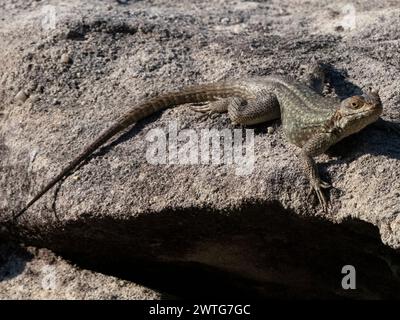 Duméril's Madagascar Swift, Oplurus quadrimaculatus, Le Jardin du Roy, Ranohira, Madagascar Stock Photo