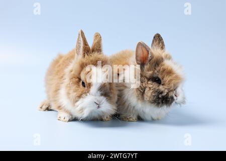 Cute little rabbits on light blue background Stock Photo - Alamy