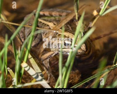 Mascarene grass frog, Ptychadena mascareniensis, Isalo National Park, Madagascar Stock Photo