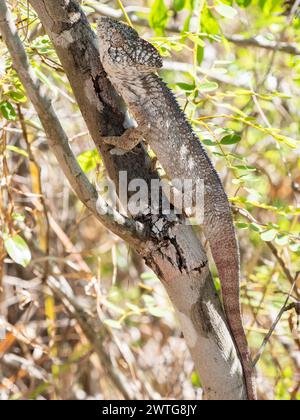 Oustalet's chameleon, Furcifer oustaleti, Isalo National Park, Madagascar Stock Photo
