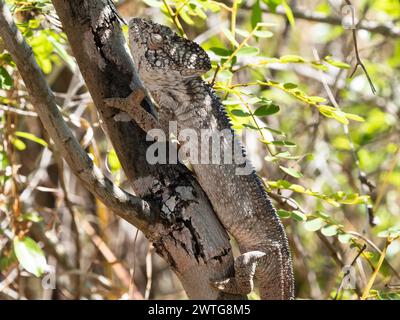 Oustalet's chameleon, Furcifer oustaleti, Isalo National Park, Madagascar Stock Photo