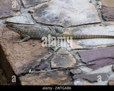 Duméril's Madagascar Swift, Oplurus quadrimaculatus, Le Jardin du Roy, Ranohira, Madagascar Stock Photo