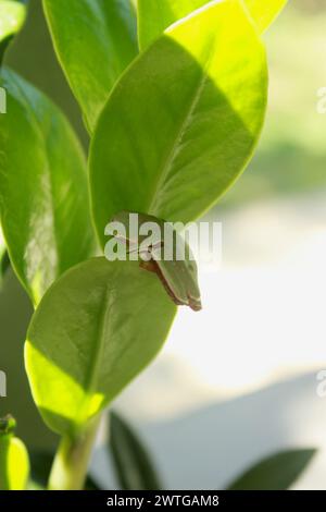 Tree frog Phyllomedusa Distincta, known as Leaf Tree frog, Leaf Frog or Monkey Frog. Species of amphibian, from the Hylidae family. On a plant leaf. Stock Photo