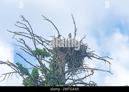 A Pair of Osprey on a Tree Top Nest in Duck Mountain Provincial Park in Manitoba Stock Photo