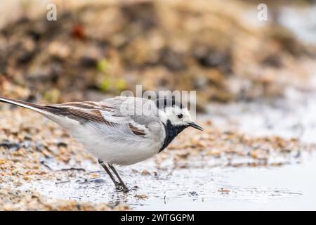 Wagtail sits on the ground with a beautiful blurred background. The wagtail is a genus, Motacilla, of passerine birds in the family Motacillidae. Stock Photo