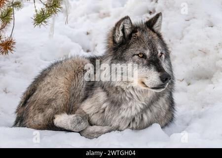 GRAY WOLF GRIZZLY & WOLF DISCOVERY CENTER WEST YELLOWSTONE MONTANA USA Stock Photo