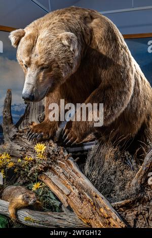 GRIZZLY BEAR GRIZZLY & WOLF DISCOVERY CENTER WEST YELLOWSTONE MONTANA USA Stock Photo